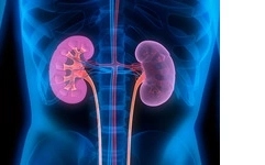 Kidney Thumbnail